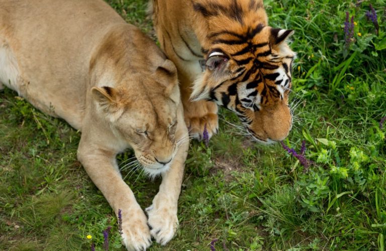 A lioness and a tiger are lying and walking side by side on green grass, surrounded by wildflowers—an inspiring scene reminiscent of the natural beauty around custom homes in North Central Florida. The lioness rests while the tiger looks down thoughtfully.