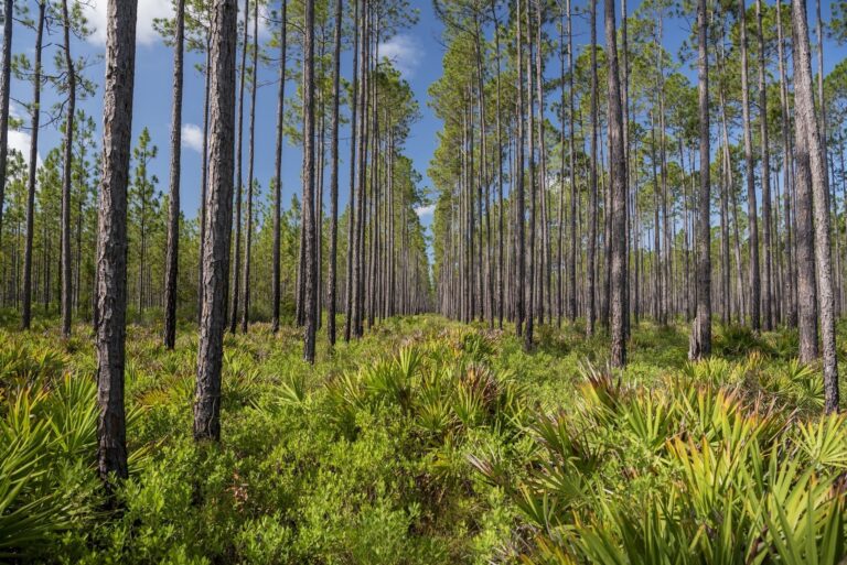 Osceola National Forest