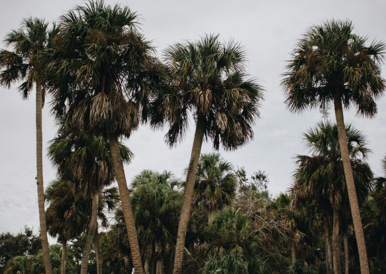 Tall palm trees with dense, green fronds stand against an overcast sky, with more palms and lush foliage visible in the background.